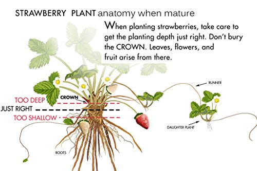 10 Chandler Strawberry Plants - Best southern strawberries, Organic, Junebearing