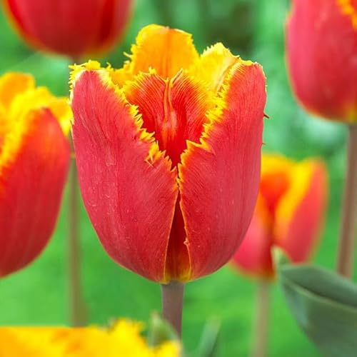 Votaniki Tiano Tulip Bulbs - 24 Pack