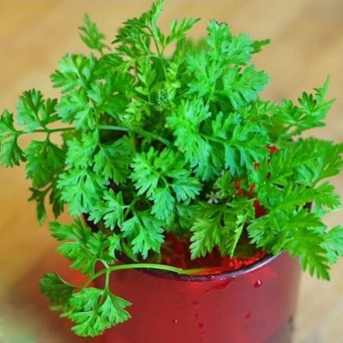 Chervil Plant Seeds Green 60pcs.