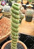 cactus espiral venta Ofrecemos semillas de la mejor calidad