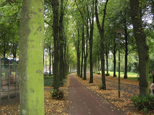 Daily Bible Reading - Friday, November 28