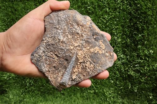 Image of Natural Orthoceras Fossil from Devonian Period Fossil from Morocco A262