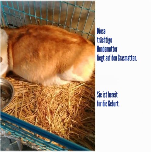 PINVNBY Natürliches Gras, gewebte Matte, Kleintier-Bettwäschenest, Meerschweinchen, Kauspielzeug für Papageien, Kaninchen, Hamster, Ratten, 6 Stück