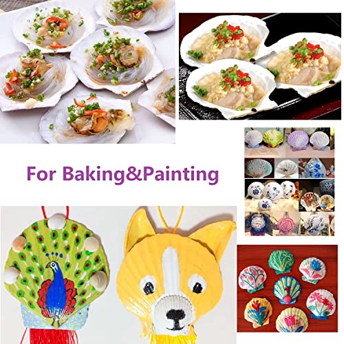 Image of Giftvest 10PCS Sea Shells White Scallop Shells for Crafts Baking Cooking Serving Food, 4-5 inch Large Natural Seashells for DIY Crafts Seashell Beach Decorations for Home Decor (Pack of 2)