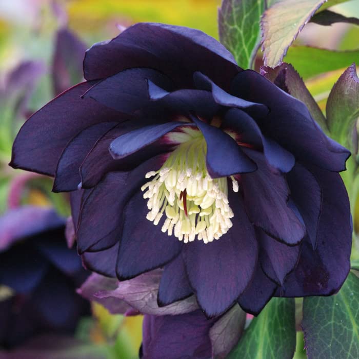 Amazon.co.jp: クリスマスローズ 苗 ブラックスワン メリクロン苗