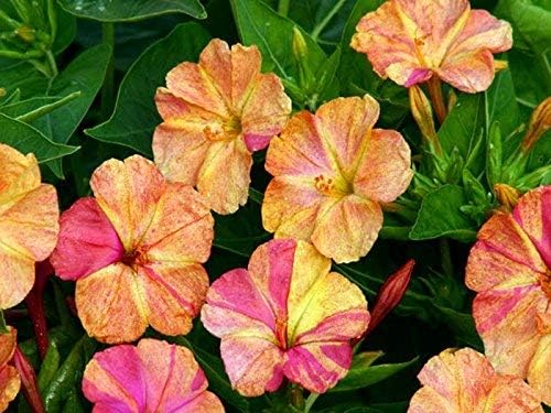 3 x Mirabilis Jalapa (Marvel of Peru, Japanese Wonder Flower) Tubers Ready to Plant (Free UK Postage)