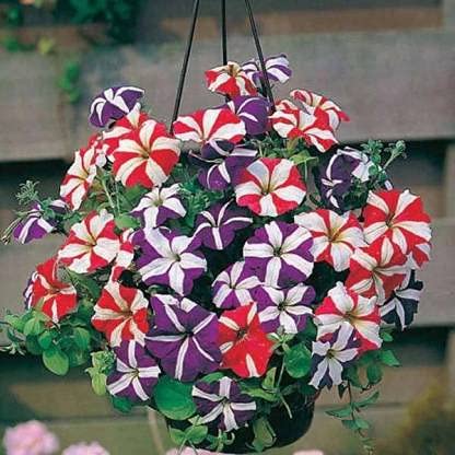 Crapulous Petunia Ultra Star - Flower Seeds and cocopeat free Seed (30 per packet) (B09H794VR8) Amazon Price History, Amazon Price Tracker