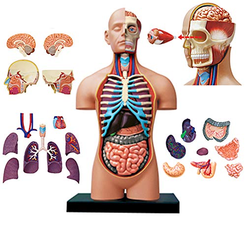 Buy Human Torso Model 38Cm HalfOpen Human Internal Organs Anatomy