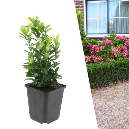 Plants by Frank | 48 Plantes de fusain japon | Euonymus Japonicus 'Green Spire' | Alternative au buis | Haie | Arbustes persistants | Plantes d’extérieur | Jardin