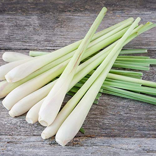 Lemon Grass (Cymbopogon Citratus) 100 Seeds - Afbeelding 3