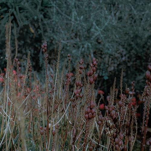 Pop Goes Ambient feat. Vancouver Sleep Clinic & Amelia Magdalena