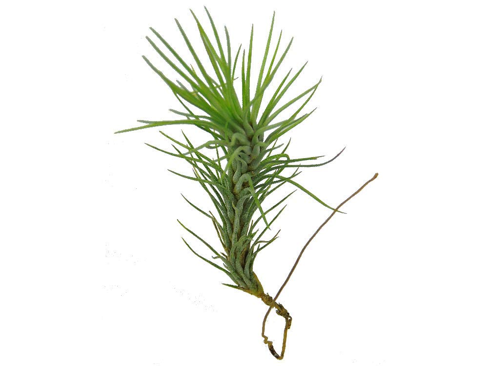 Air Plant Tillandsia Funckiana Air Plant Amazon.in Garden