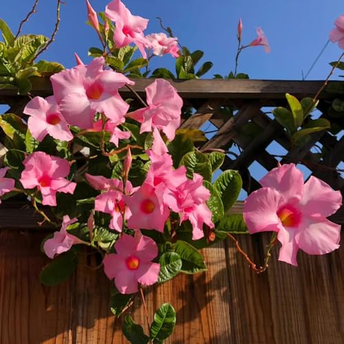 MandevillaSamen, Mandevilla laxa, alte sorten herbstblumen winterhart blumensamen balkon wildblumensamen 500pcs