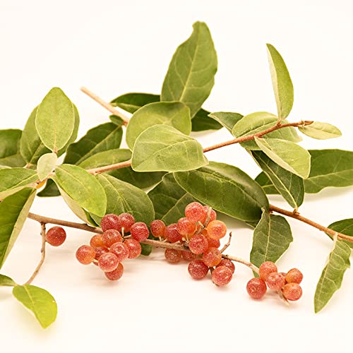 ◎アキグミ／苗木 Amazon.co.jp: グミ 苗木 【アキグミ】 1年生 ポット苗 : DIY・工具