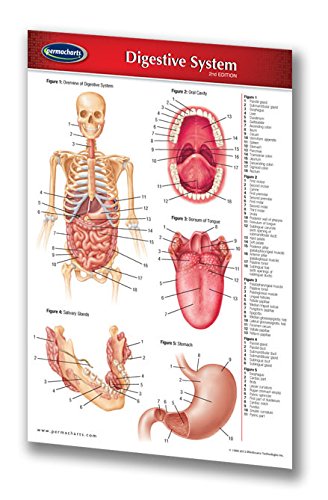 Permacharts Digestive System Guide - Pocket Chart - Medical Quick Reference Guide