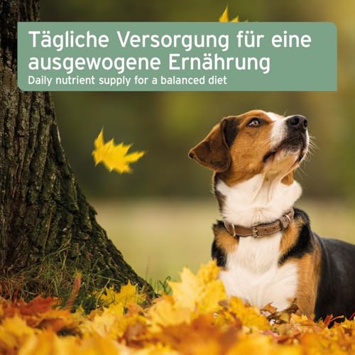 AniForte Leinöl Hunde & Katzen 500ml - Natives & kaltgepresstes Leinsamenöl, reich an Omega 3 & Omega 6 Fettsäuren, Barf Öl Zusatz, Leinöl für Hunde & Katzen