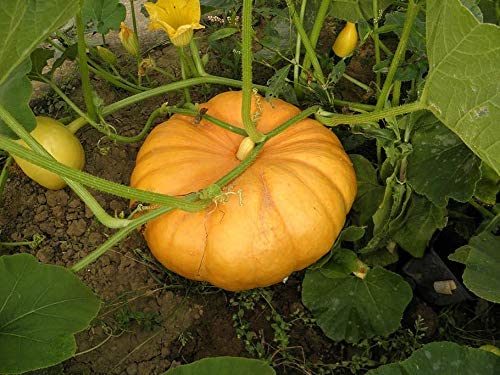 GUMMADI KAYA/KUMBALAKAI/PUMPKIN SEEDS (40 SEEDS)-image-47