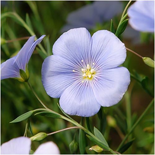 Seed Needs, Large 2.1 Ounce Package of 30,000+ All Perennial Wildflower Seed Mixture for Planting (99% Pure Live Seed Butterfly Attracting - NO Filler) 16 Species Varieties Perennial - Bulk