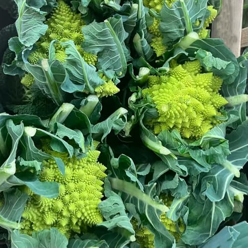 semillas de coliflor, semillas de hortalizas semillas de plantas semillas de hierbas silvestres orgánicas semillas de hortalizas, siembra plantas de sombra semillas de hortalizas 50pcs