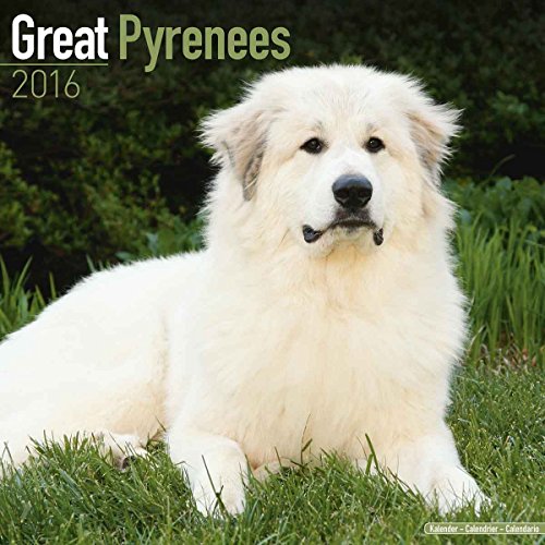 Great Pyrenees Calendar - Breed Specific Great Pyrenees Calendar - 2016 Wall calendars - Dog Calendars - Monthly Wall Calendar by Avonside