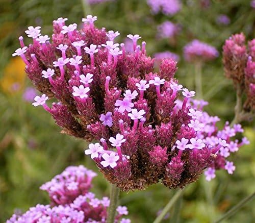 Miniatura 2 de 150 semillas de flor de bonariensis patagónica púrpura brasileña Verbena de Buenos Aires