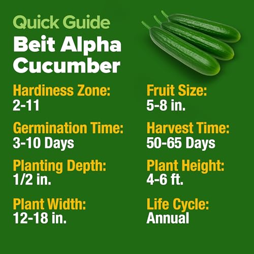 Image of HOME GROWN Persian Cucumber Seeds 50+ Heirloom Non-GMO, Beit Alpha Variety, High Germination, Sweet Thin Skin, Burpless Snacking Cucumbers, Fast Growing, Indoor Outdoor Garden Crop (Cucumis sativus)
