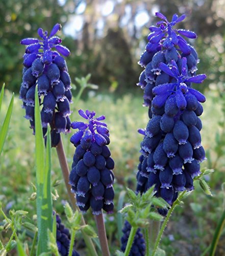 25x Muscari latifolium Bulbs (Grape Hyacinth)