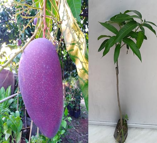 Image of Thailand Purple Mango Nam-Dok-Mai Si Mueng Hybrid Thai Purple Mango Fruit Plant (Grafted Plant, 2-3 Feet Height) Live Plant For Home Garden PB 63