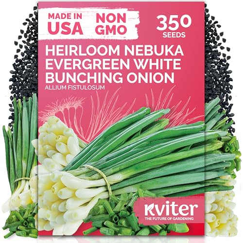 KVITER 350 Evergreen White Nebuka Bunching Onion Seeds (Allium Fistulosum) - Welsh Onion Non-Bulbing Stalks Mild Flavor Non GMO Seed Packets - Vegetable Seeds for Outdoor Garden & Containers