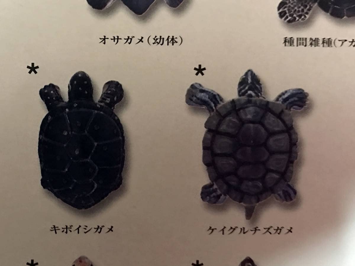 Amazon.co.jp: ユージン YUJIN原色爬虫類 カメ目図鑑 キボイシガメ+