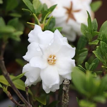 Brighter Blooms Dwarf Radicans Gardenia Shrub, 1 Gallon