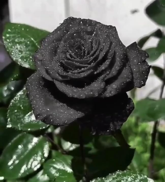 Rre Rose Bushes Live Plants, Perennial Flowering Shrub for Outdoor Garden Yard Planting/that Grow Fast/Golden Jade Carving-5 Root-A