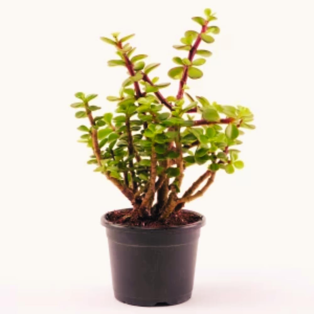 Bhajanlal Greenery | Beautiful Dhan Kuber Plant (Crasula) with 4 Inches Pot | Money Attracting Plant | Jade Plant Indoor Plant | Air Purifying Plant | Home Decorative | Office Plant (Small Leaf) (B0CWF7JR4T) Amazon Price History, Amazon Price Tracker