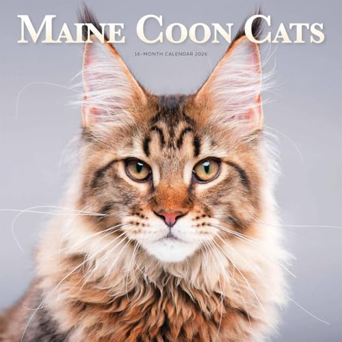 Maine Coon Cats Calendar 2026