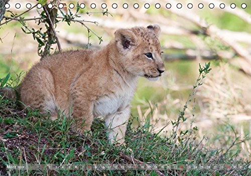 Löwen - Herrscher der Savanne (Tischkalender 2015 DIN A5 quer): Fasziniernde Aufnahmen der majestätischen Raubkatzen - auch als verspielte Löwenkinder (Tischkalender, 14 Seiten)