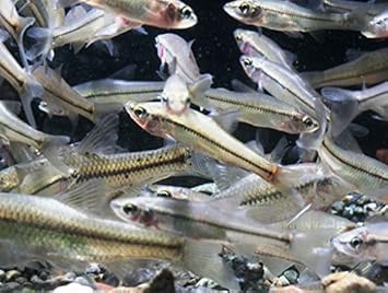 Amazon エサ用雑魚mix １００匹セット ９０匹 補償１０匹 オリジナル 熱帯魚 観賞魚 通販