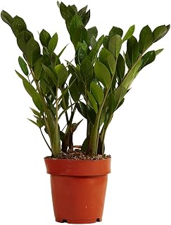 Bloomique - Zamioculcas Zamiifolia - Glücksfeder - Zimmerpflanzen - Sehr Pflegel