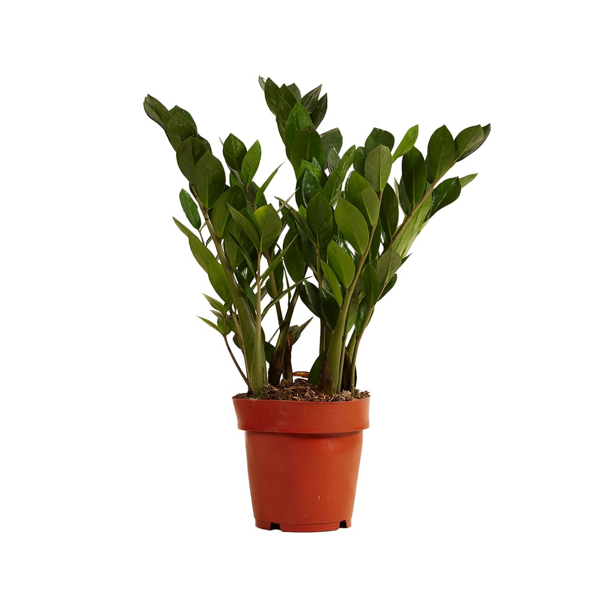 kaktus grningen Kaktus Opuntia  120 cm  Kaktus-Mix  Kaktus-Set Zimmer
