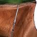 Schneiders Raised Standing Martingale with Fancy Stitching | Soft English Leather | Ample Adjustments | Stainless Steel Buckles | Color Chestnut | Full Size