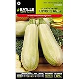 Semillas de Calabacín temprano de Argelia
