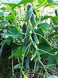 NIKA SEEDS - Seeds Vegetable Indoor Cucumber Self-Pollinating Close Family F1 All Seasons Vine Plant for Pickling - 20 Seeds