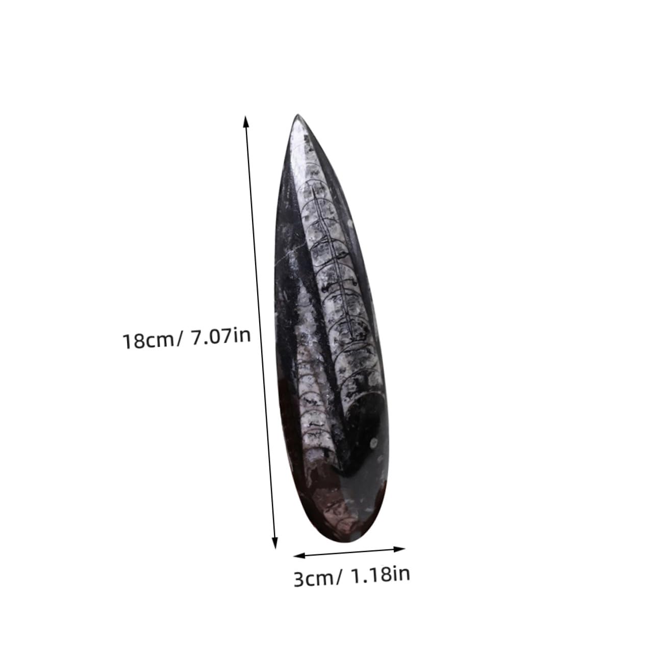 NOLITOY Especimen Fósil Orthoceras Grande para Enseñanza Decoración Científica Educativa Modelo Mineral Natural para Aula y Colección Paleontológica