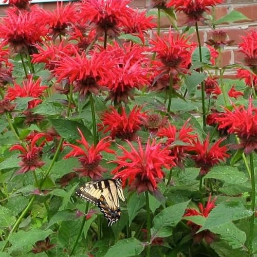 50+ Mixed Color Bee Balm Monarda Flower Seeds Lemon Mint Purple Heirloom Pollinators Love Non-GMO - Thumbnail 3