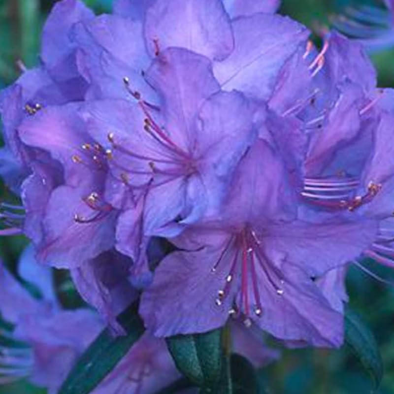 1-2Yrs Old Rhododendron Plants Live in Pot, Rhododendron Azale Bush Shrub Tree Plant, Blue Bronze