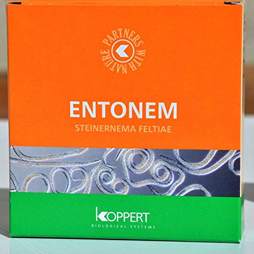 Koppert entonem nématodes contro Thrips e mosche dei terreaux
