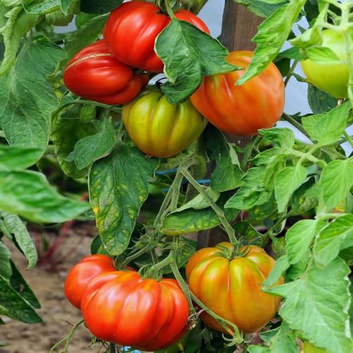 semillas de tomate variedades antiguas - lugares soleados interior decoración oficina reliquias 400pcs