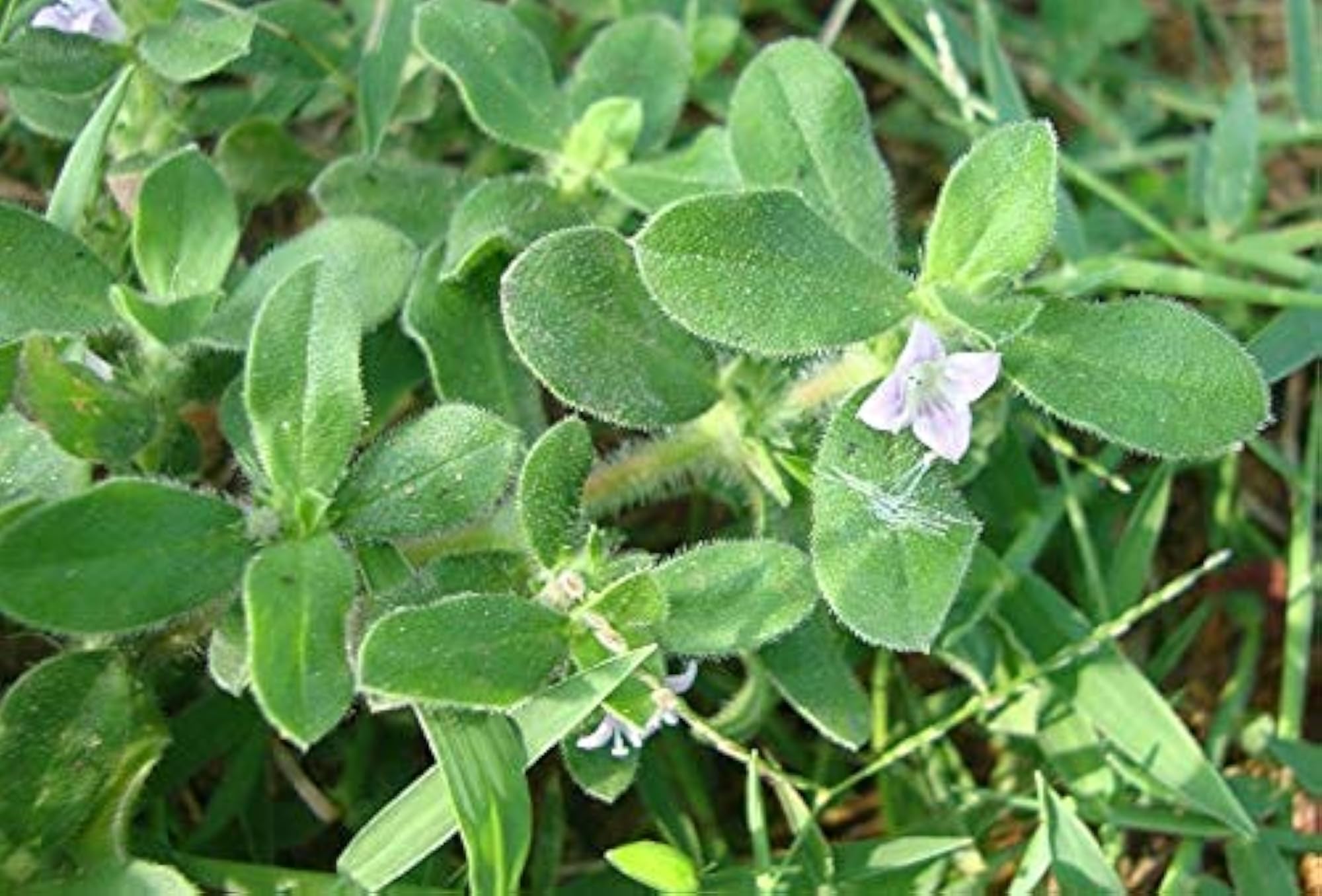 3V PRODUCTS Nathai Choori Seeds, 100g