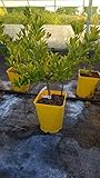 Citrus aurantifolia x Fortunella margarita greffé sur Poncirus trifoliata/Limequat long/Conteneur de 5 à 6 litres