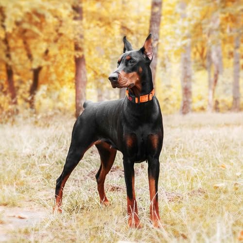 Martingale Hundehalsband, Weiches Reflektierendes Halsband für Mittlere und große Größen (Orange, M)