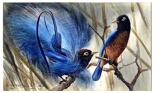 L'oiseau du paradis Edward Adrian Tableau Toile Émotion Artistique